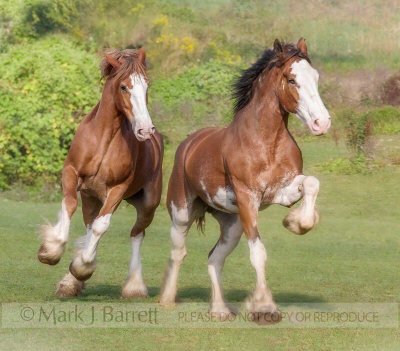 1196A(2).jpg :: Pair of beautiful Clydesdale Draft horse mares trot toward us