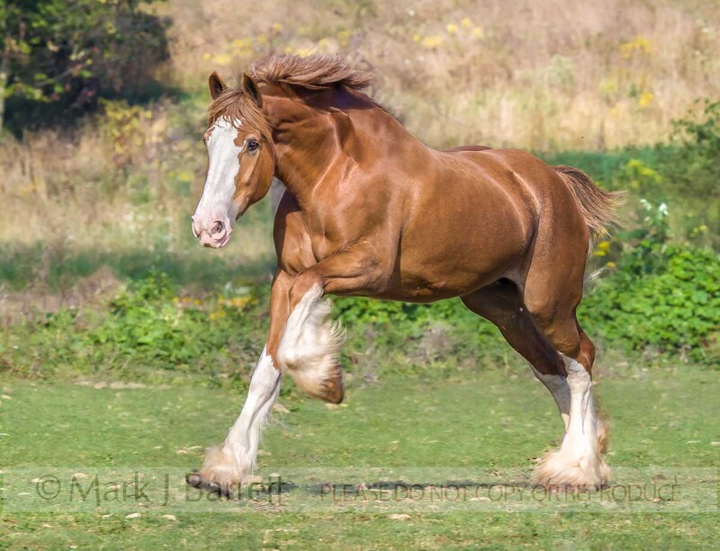 1196E(1).jpg :: Clydesdale Draft horse