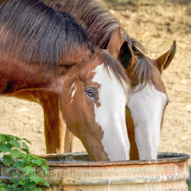 1197C1(1).jpg :: Clydesdale Draft horse mares drink water from tub