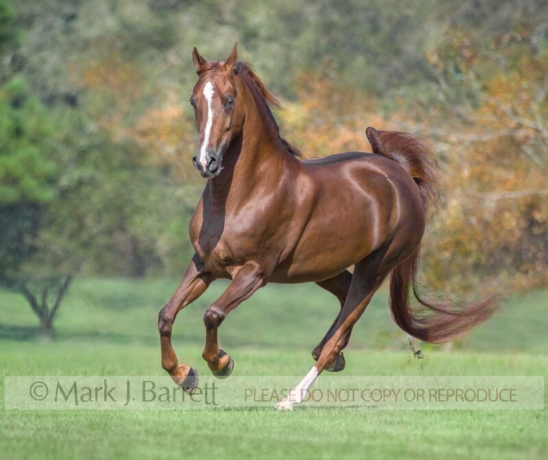 1199F.jpg :: adult female Morgan horse mare runs in grass field