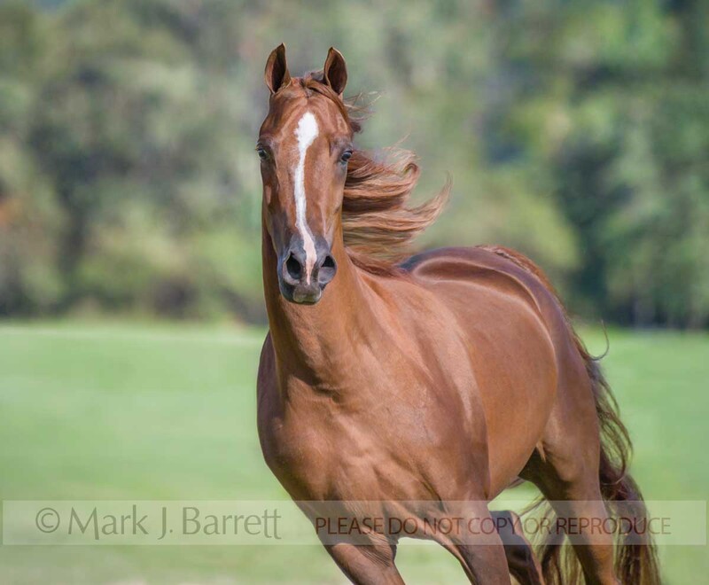 1199M-1.jpg :: Morgan Horse mare