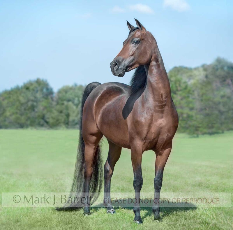 1200L-1.jpg :: adult female chestnut Morgan Horse mare stands in grass field