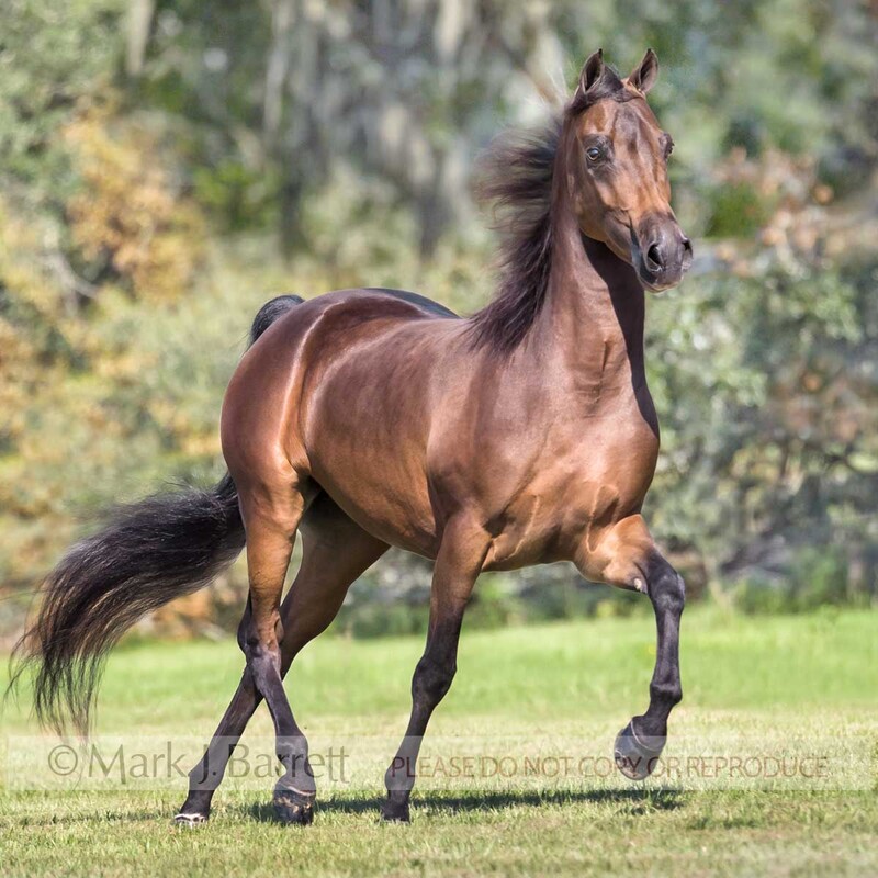 1200P-1.jpg :: adult bay Morgan Horse stallion trots  in green grass field