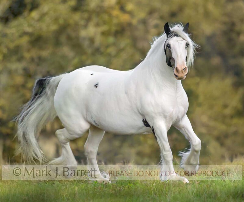 1202R.jpg :: adult female Gypsy Vanner Horse mare trots in grass field
