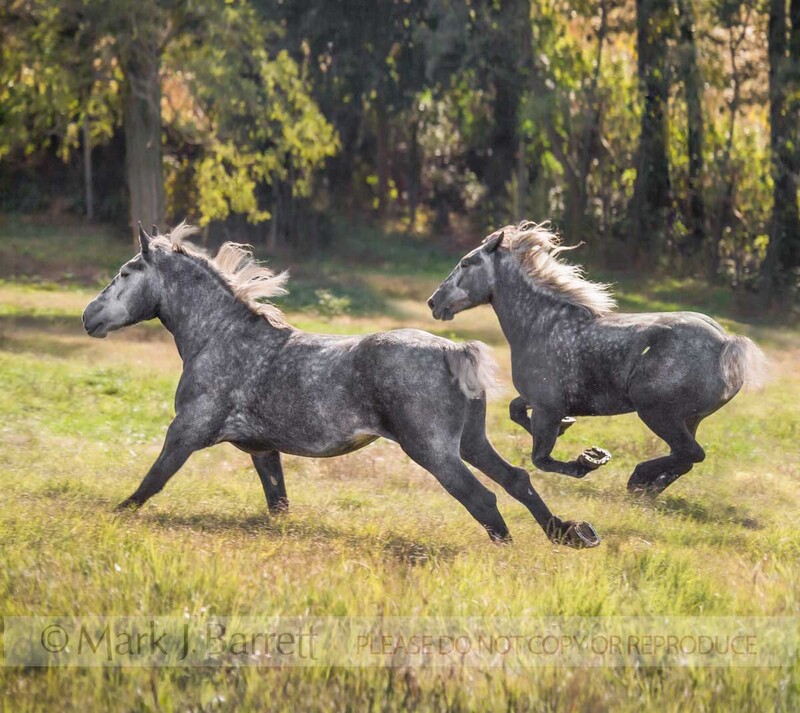 1205K-1.jpg :: Percheron mare draft horses