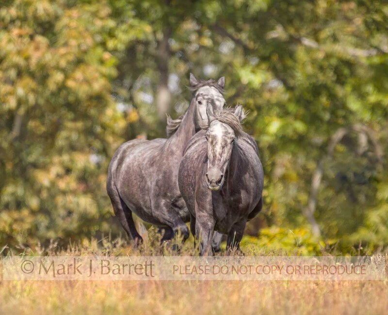 1205M-1.jpg :: pair of adult female Percheron draft horse mares run head on in autumn meadow