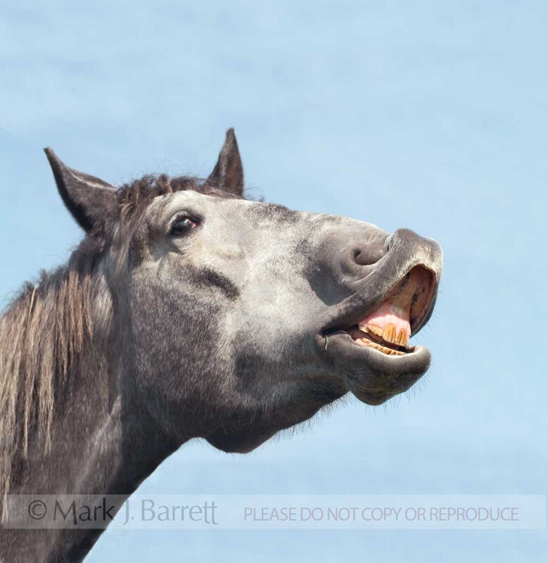 1205R1(1).jpg :: Percheron Draft Horse mare sniffing the wind with mouth open
