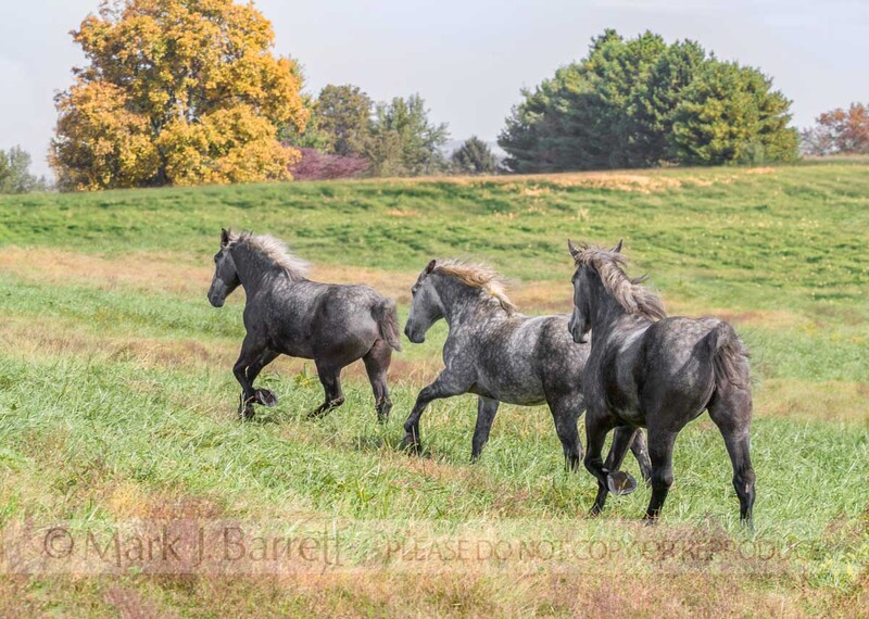 1205Y-1.jpg :: Three adult female Percheron Draft Horses running away across hilly field