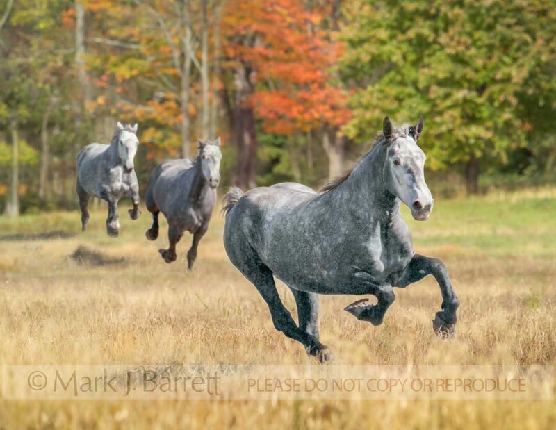 1208(1).jpg :: Three Percheron Draft Horse mares gallop toward us in fall meadow