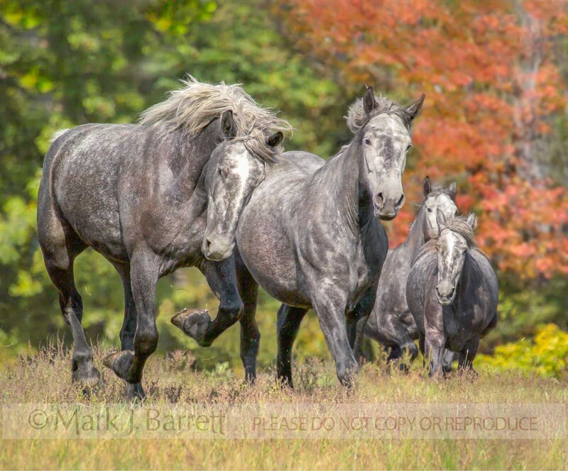 1210A.jpg :: Herd of four Percheron Draft Horse mares gallop up rise toward us with fall colors as background.
