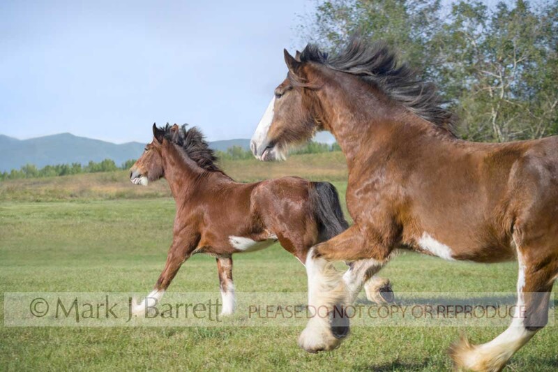 1212C-1(1).jpg :: pair of adult Clydesdale Draft Horses gallop across  grass field