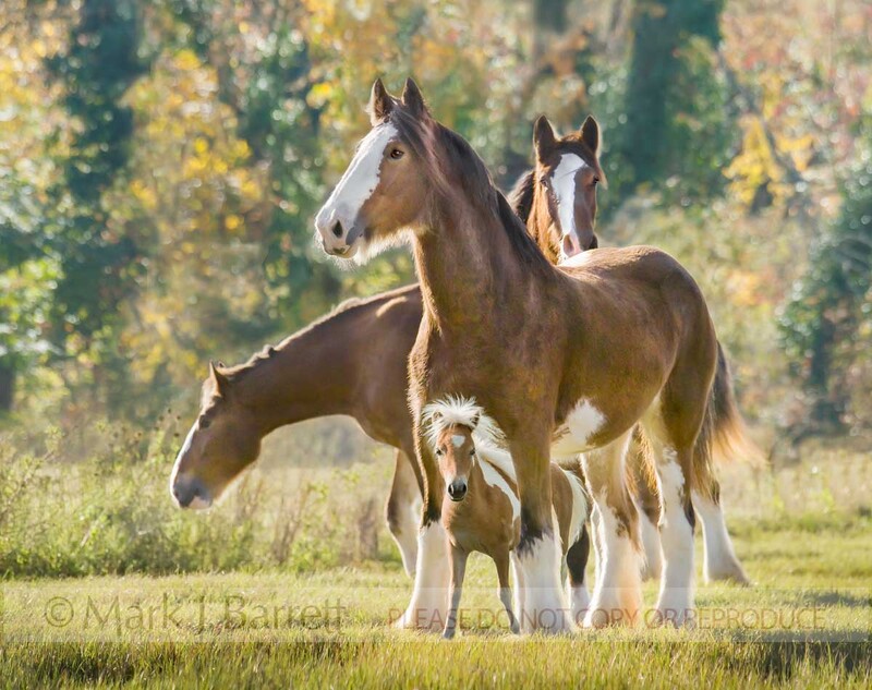 1212F3(3).jpg :: Miniature horse standing underneath Clydesdale buddies in autumn paddock