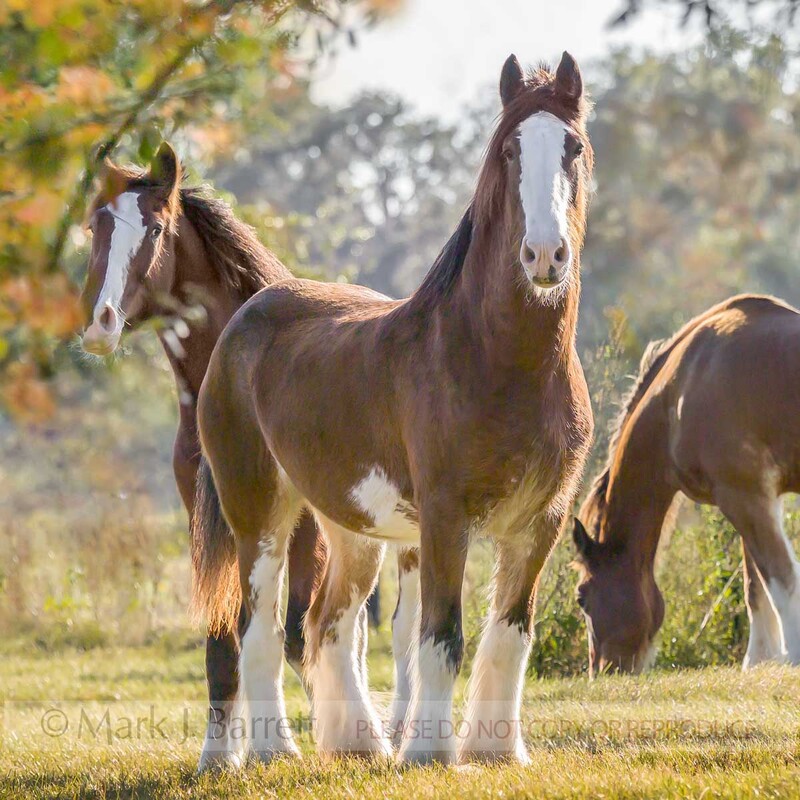 1212G(1).jpg :: Clydesdale Horses  in fall pasture