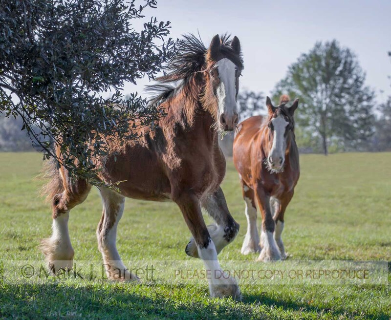 1212J-1.jpg :: Adult female Clydesdale draft horses in field with trees