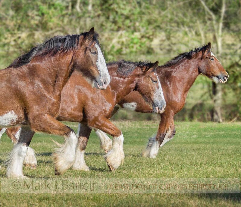 1212Z(1).jpg :: Profile of Clydsedale Draft Horse mares running