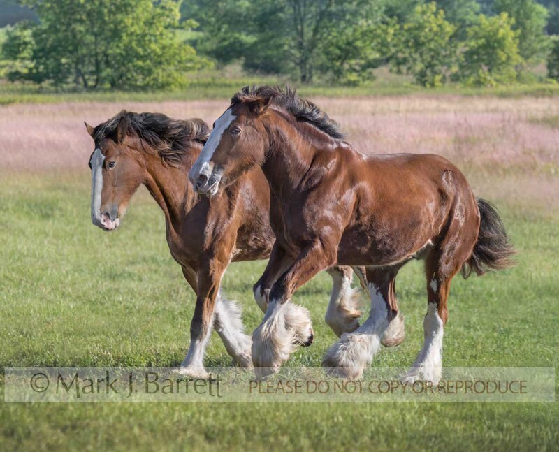1213C-1.jpg :: pair of adult Clydesdale Draft horse mares run together across field