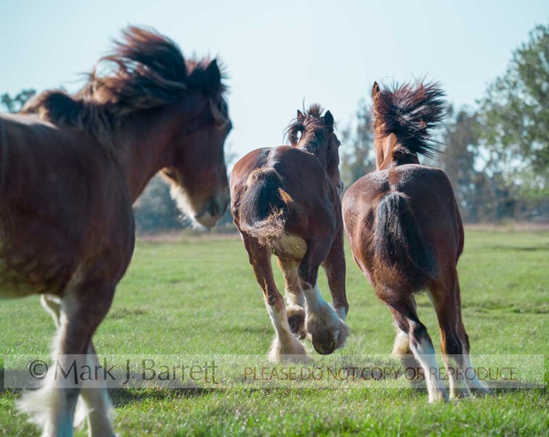 1213J-1.jpg :: adult female Clydsedale Draft Horse mares running away in grass field