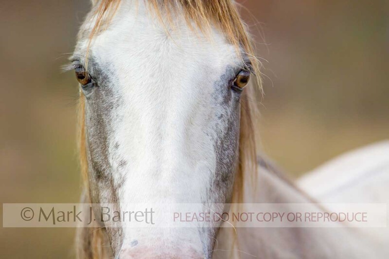 1215B.jpg :: Adult female Spanish Mustang horse mare face close up portrait
