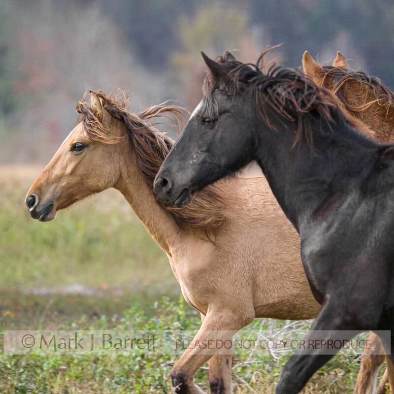 1215H-2.jpg :: group of  of Spanish Mustang horse mares in open meadow.