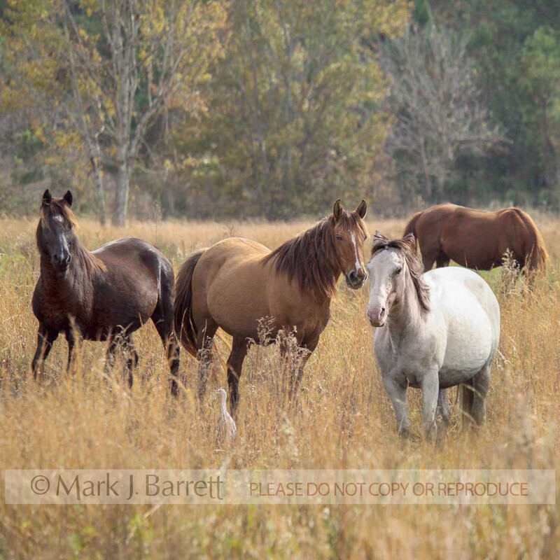 1215M-2.jpg :: Herd of adult female Spanish Mustang horse mares in open meadow.
