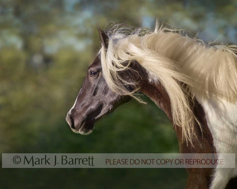 1218G(1).jpg :: Action head portrait of Gypsy Vanner Horse filly from side running