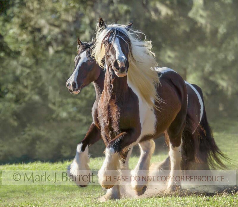 1219Q.jpg :: Pair of adult female Gypsy Vanner Horse fillies running together in grass field