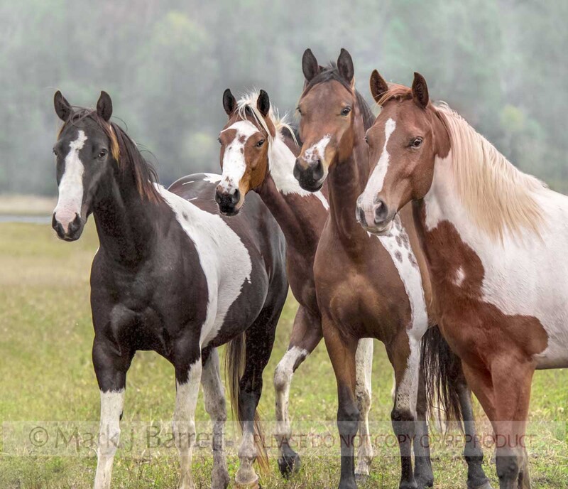 1220C2(1).jpg :: adult female American Paint Quarter Horse mares  stand alertly in morning mist
