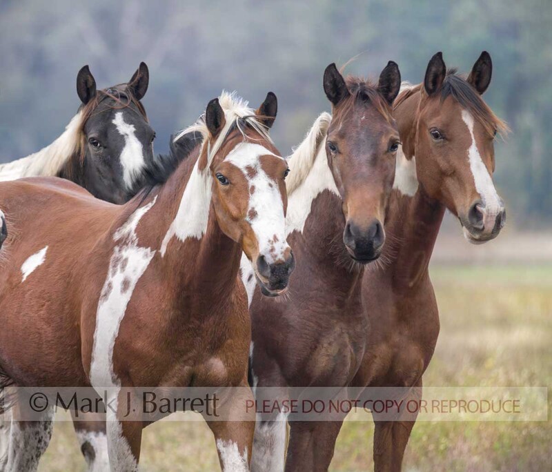 1220F-1.jpg :: Herd of curious adult female American Paint Quarter Horse mares close huddled together