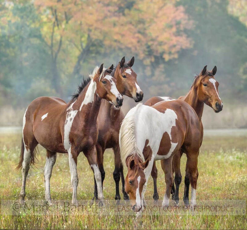 1220G-1V(1).jpg :: American Paint Horse mares  stand alertly in autumn pasture
