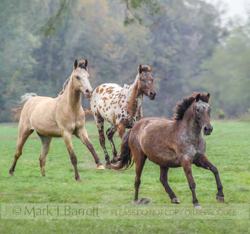 1231-1(1).jpg :: herd of adult female Appaloos Stock Horse mares gallop across open paddock.