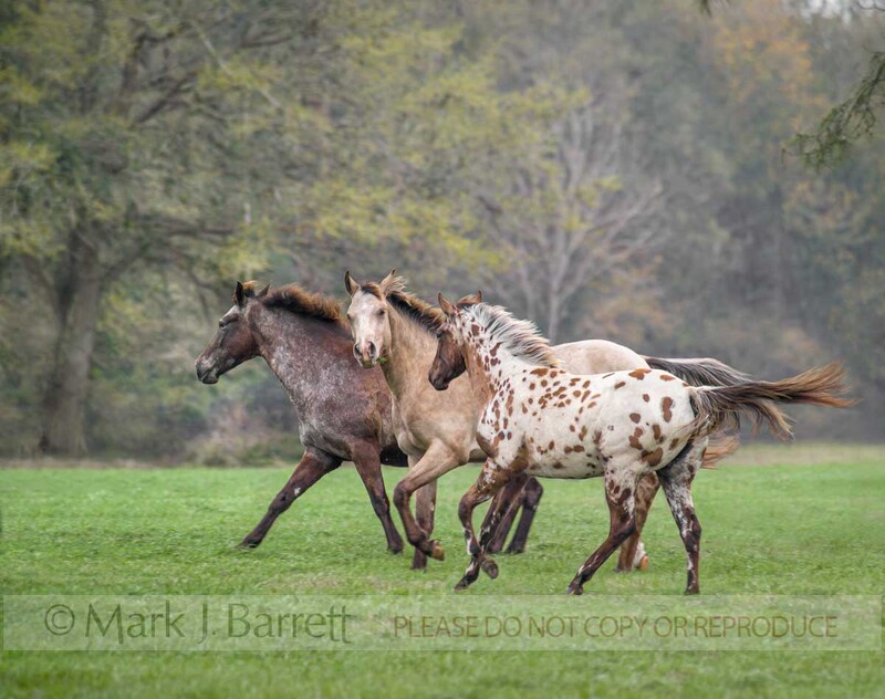 1235F-1(1).jpg :: Appaloosa mares gallop across open FIELD WITH AUTUMN COLOR