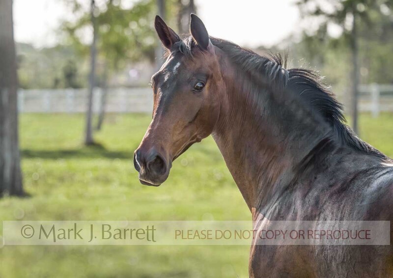 1240E(1).jpg :: portrait of  adult male Warmblood Sport Horse stallion in field
