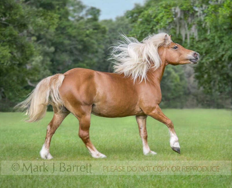 1241F(1).jpg :: adult female Haflinger horse mare in green field