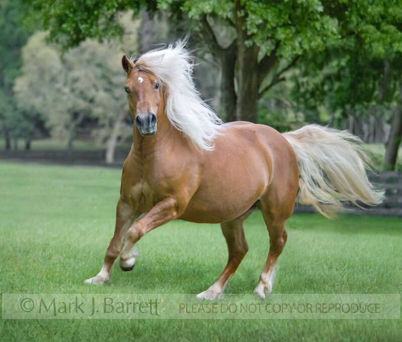 1241J-1.jpg :: adult female Haflinger horse mare in green field