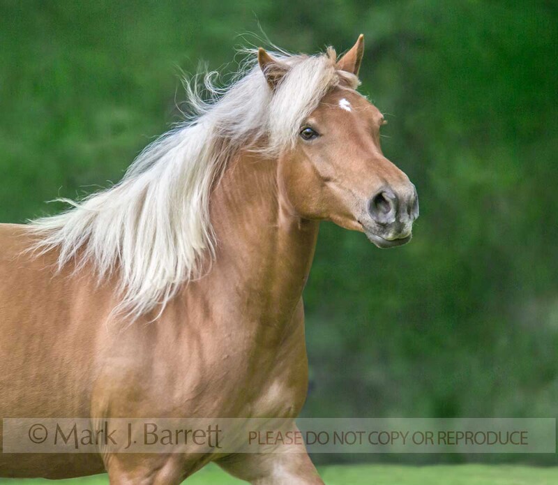 1241W(1).jpg :: adult female Haflinger horse mare in green field