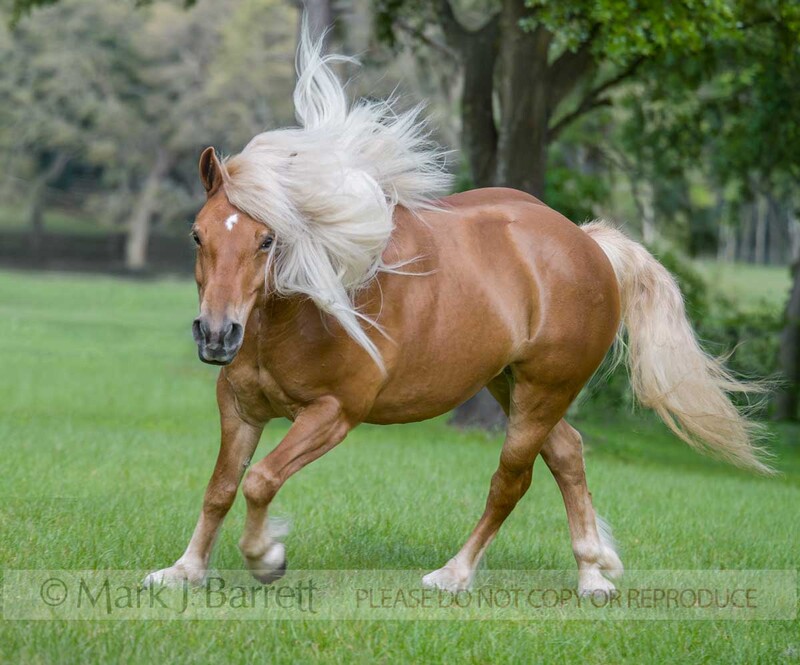 1242C-1.jpg :: adult female Haflinger horse mare with flaxen mane and tail frolics in green field