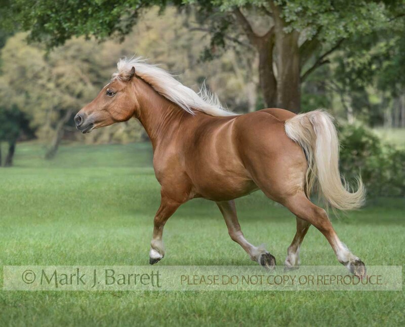 1242E-1(1).jpg :: adult female Haflinger horse mare trots across lush green grass field