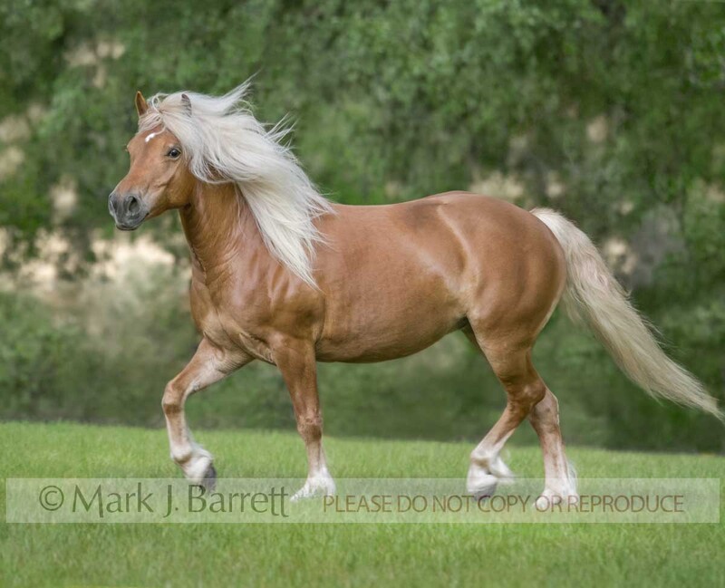 1242H-1.jpg :: adult female Haflinger horse mare trots across lush green grass field