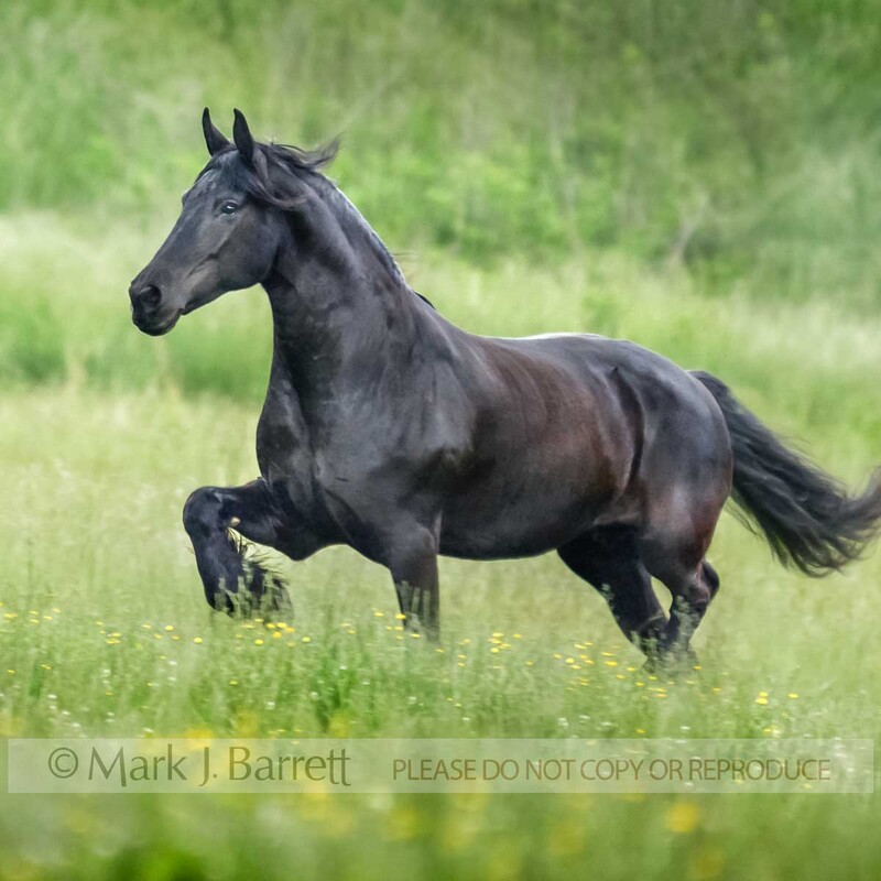 1246U-2.jpg :: adult female Friesian Horse mare runs in wildflower meadow