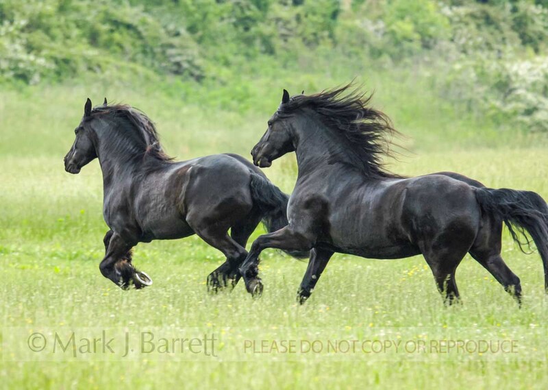 1246W(1).jpg :: Friesian horse mares