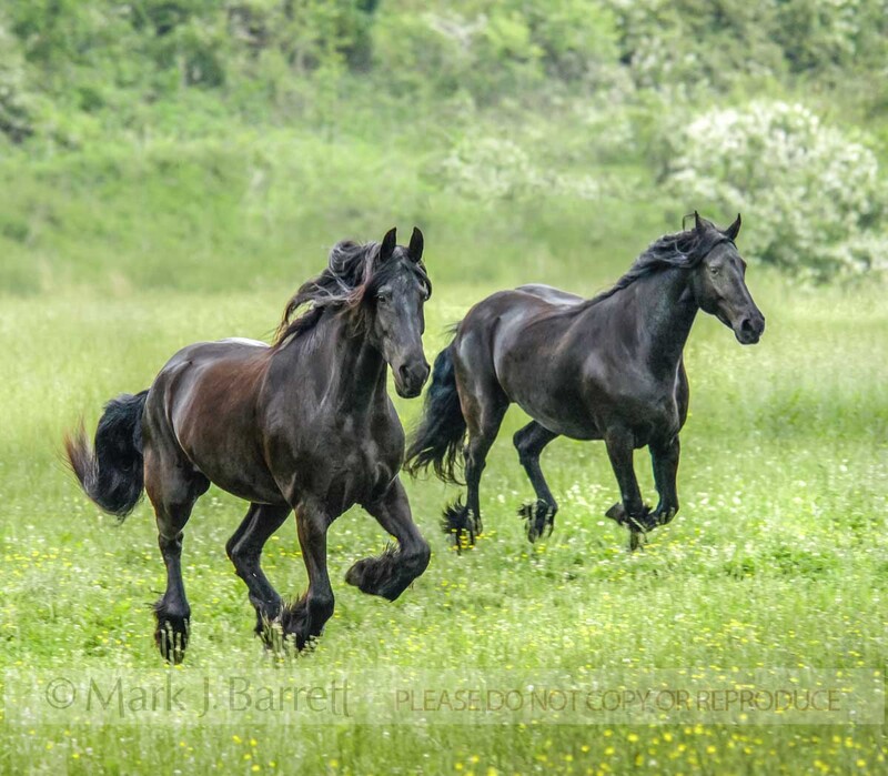1247-B1(1).jpg :: Two Friesian horse mares run across wildflower meadow
