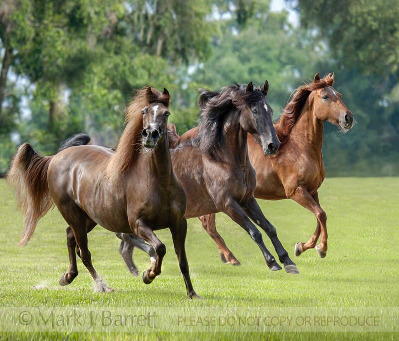 1252N2(1).jpg :: Trio of Paso Fino horse mares galloping