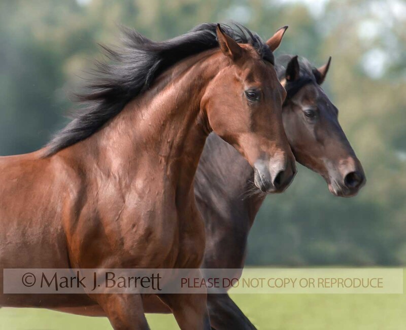 1253X.jpg :: adult female Paso Fino horse mares run close together in field