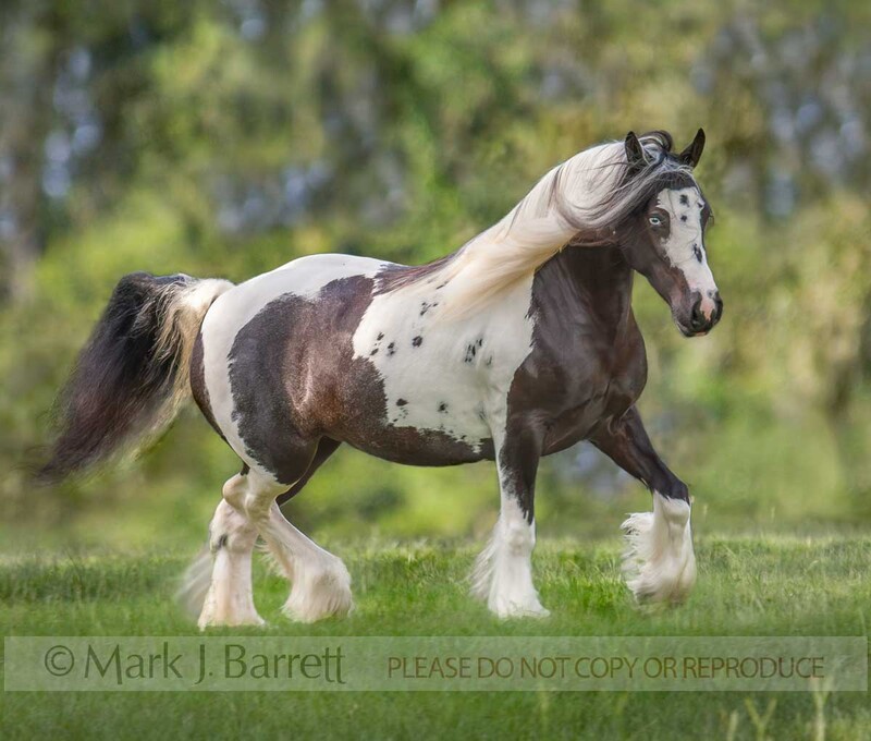 1265M1(1).jpg :: Gypsy Vanner Horse mare \
