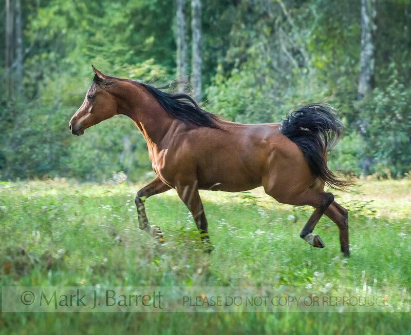 1267K(1).jpg :: adult female Arabian Horse mare portrait