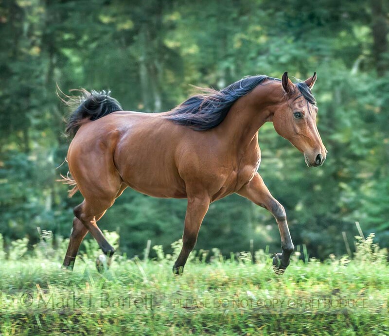 1267T(2).jpg :: Arabian horse gelding trots in lush green field