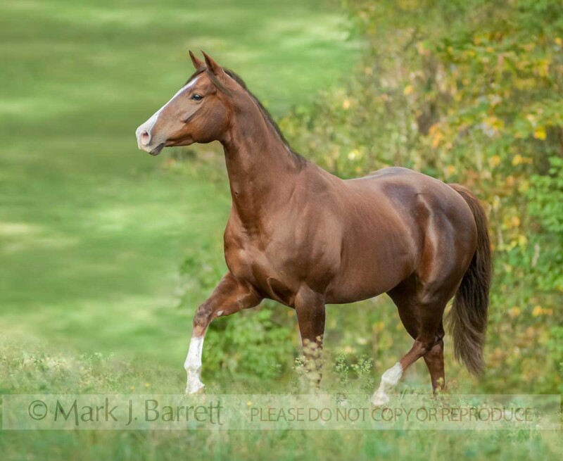 1269L-1A(1).jpg :: Quarter Horse mare  runs in hilly paddock