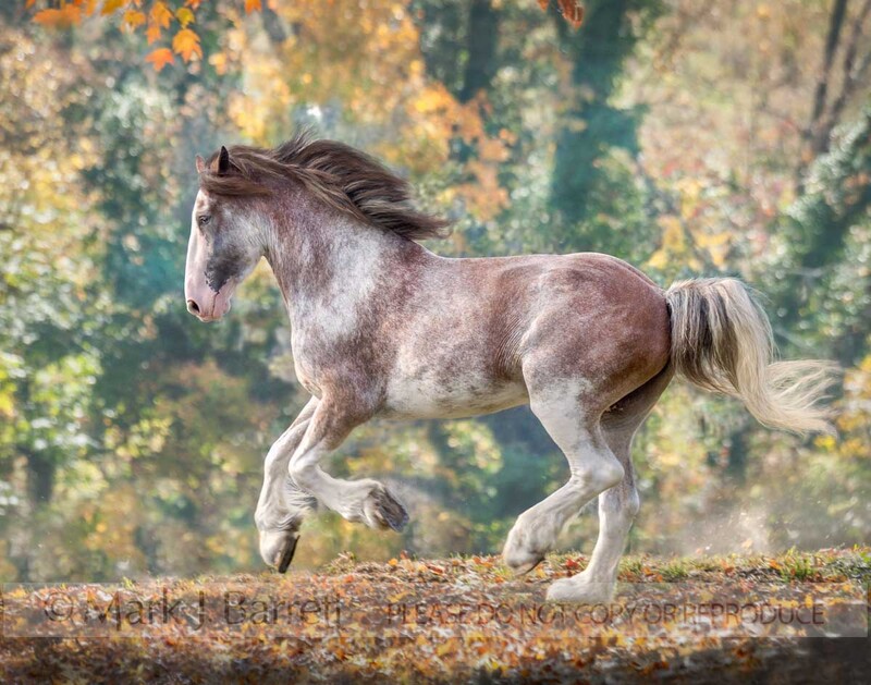 1276D-1.jpg :: Clydesdale Draft Horse runs across open green paddock