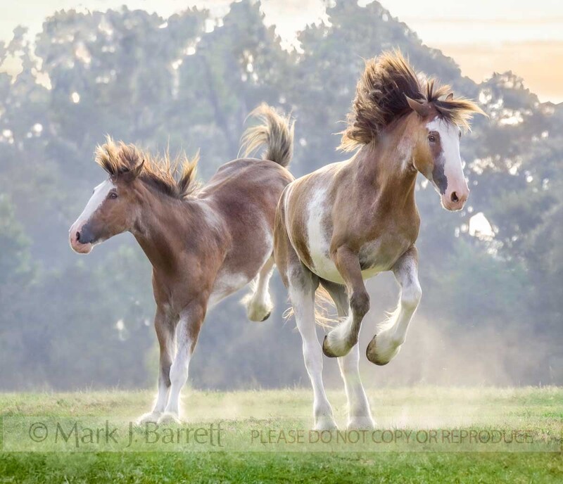 1276H2(1).jpg :: Clydesdale Draft Horses run and buck across open green paddock