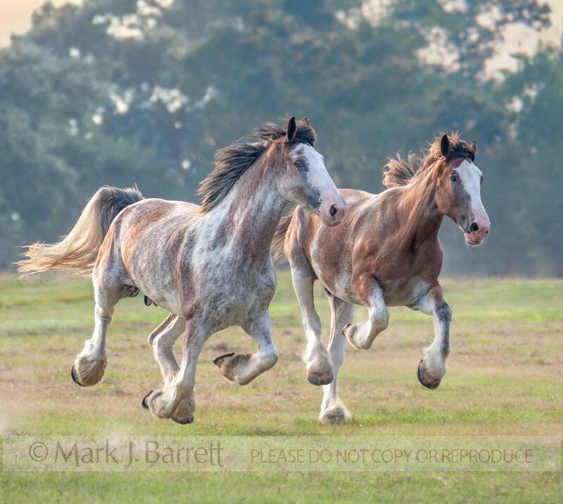 1277L-2(1).jpg :: Pair of Clydesdale Draft Horses gallups across open green paddock